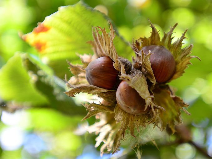 Hazelnuts in a cluster and husk