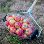 Roller apple collector