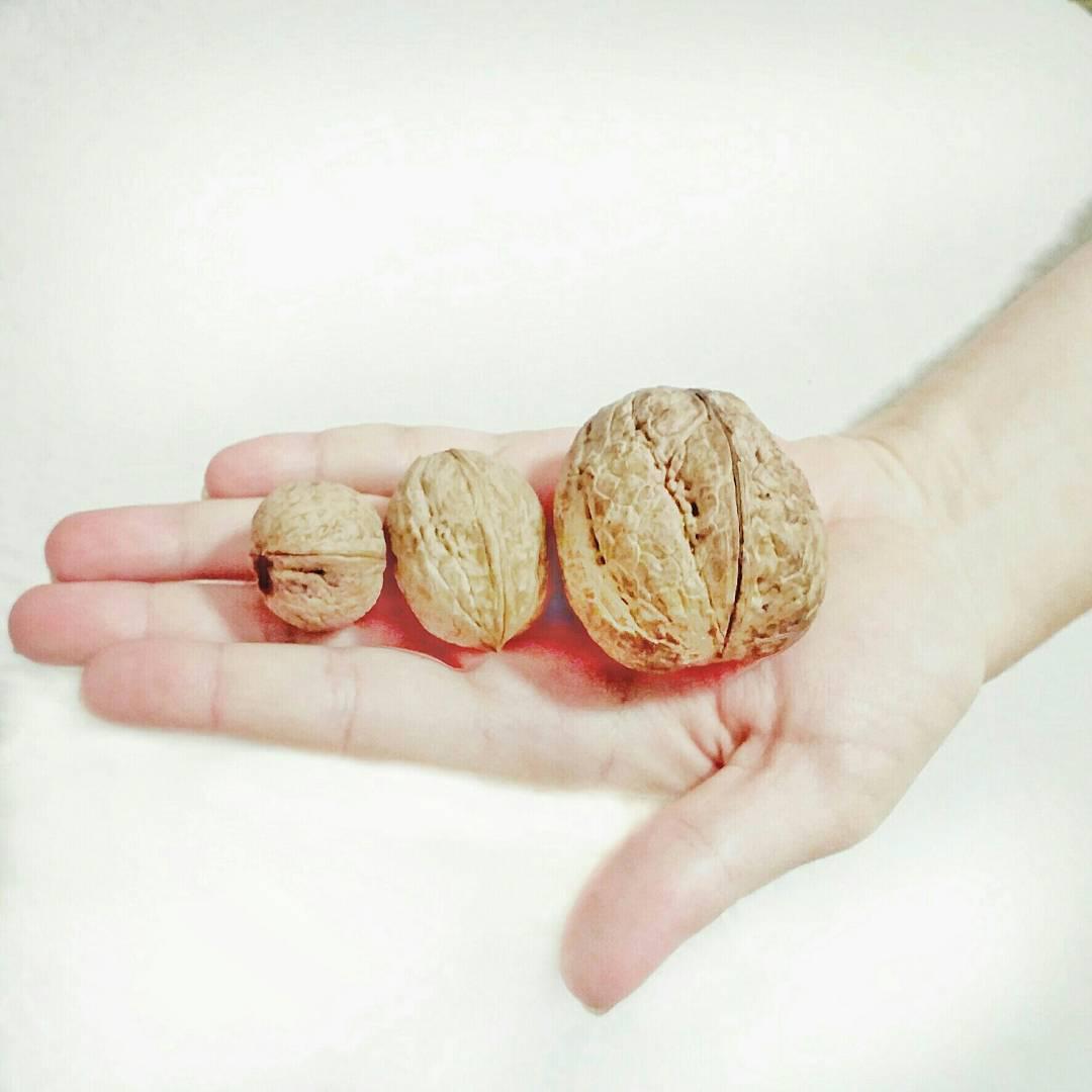 Разный калибр ореха