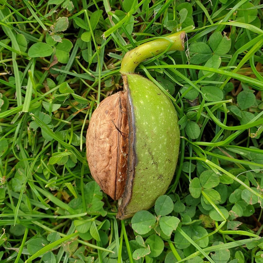 walnut in green pericarp