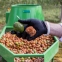 Промышленная мойка для очистки ореха от зеленой кожуры (700 кг/ч) - 1