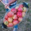 Рол-плодозбірник для збору яблук - 1