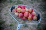 Ролл-плодосборник для сбора яблок - 4