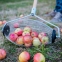 Рол-плодозбірник для збору яблук - 3